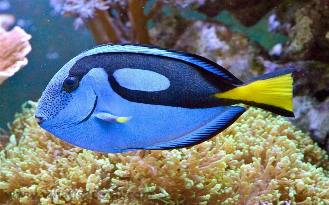 Imagem do Blue Tang